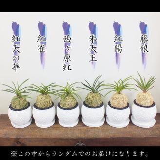 D055 【日本の蘭】富貴蘭　風蘭　白丸陶器鉢