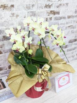 C008 ☆金賞受賞☆超希少！イエロー胡蝶蘭’日の出’小 ミディサイズ（3本立）