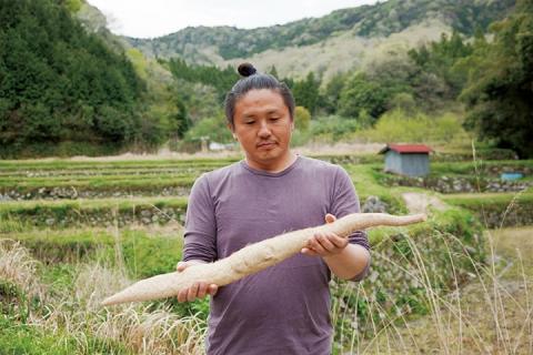 A036 【山薬王】命の根っこですから。美味しく美腸活！贅沢自然薯定期便（月1回/12回お届け）