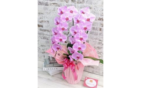 C001 【金賞受賞】スタンダード＊姫葵（ヒメアオイ）大輪＊２本立