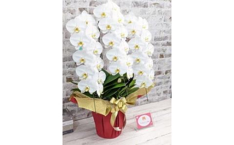 B007 【金賞受賞】スタンダード鳴滝清流胡蝶蘭3本立