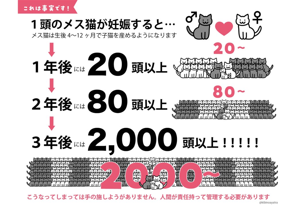 K011 飼い主のいない猫の不妊去勢手術支援～不幸な命を増やさないために～