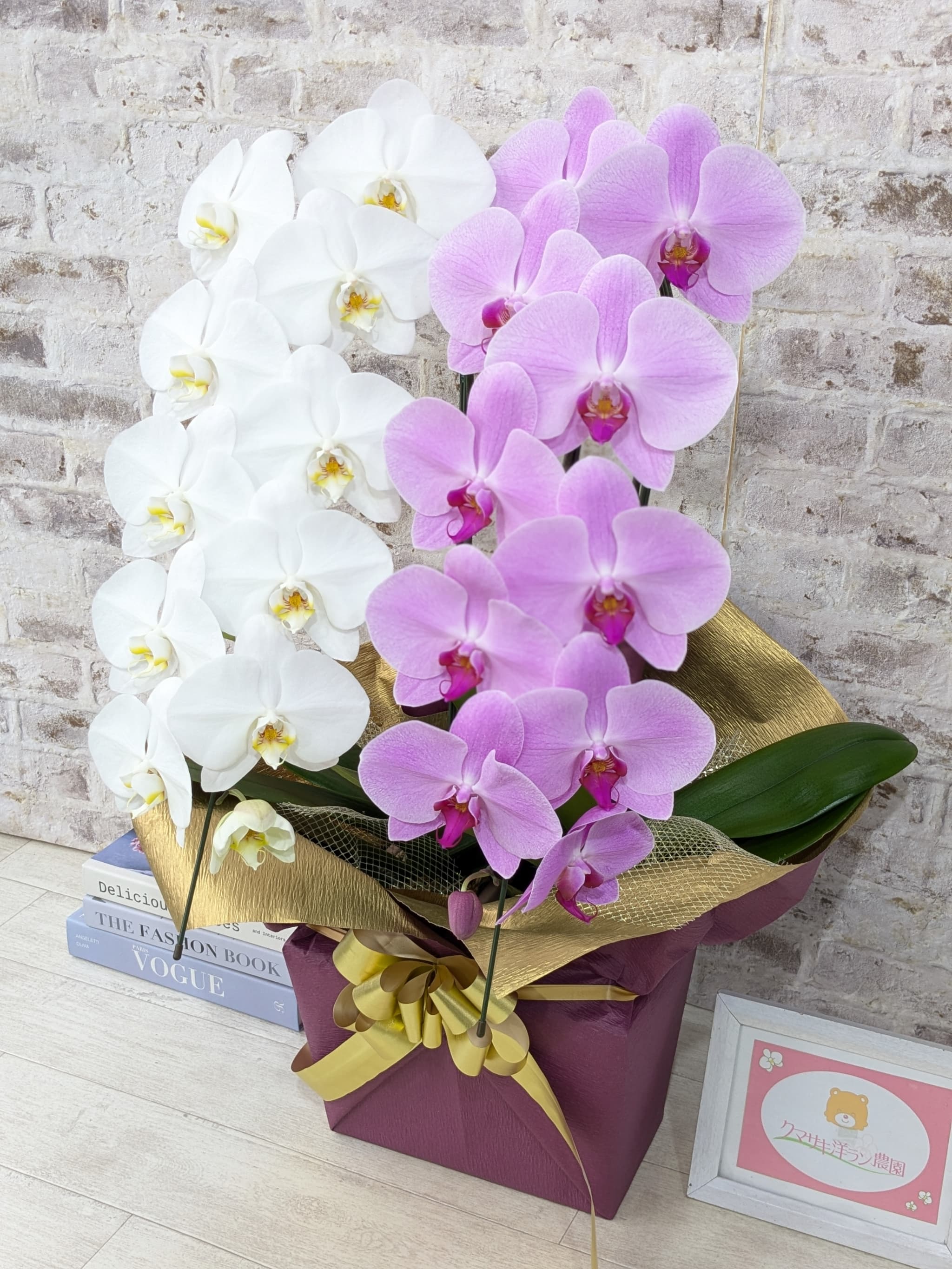 B098　【☆新機能☆ZERO胡蝶蘭】　紅白胡蝶蘭　２本立て＊白・ピンク＊（大輪）＜７つの特典付き！＞〈約高さ８５ｃｍ、横幅４０ｃｍ、奥行き４０ｃｍ〉22輪以上