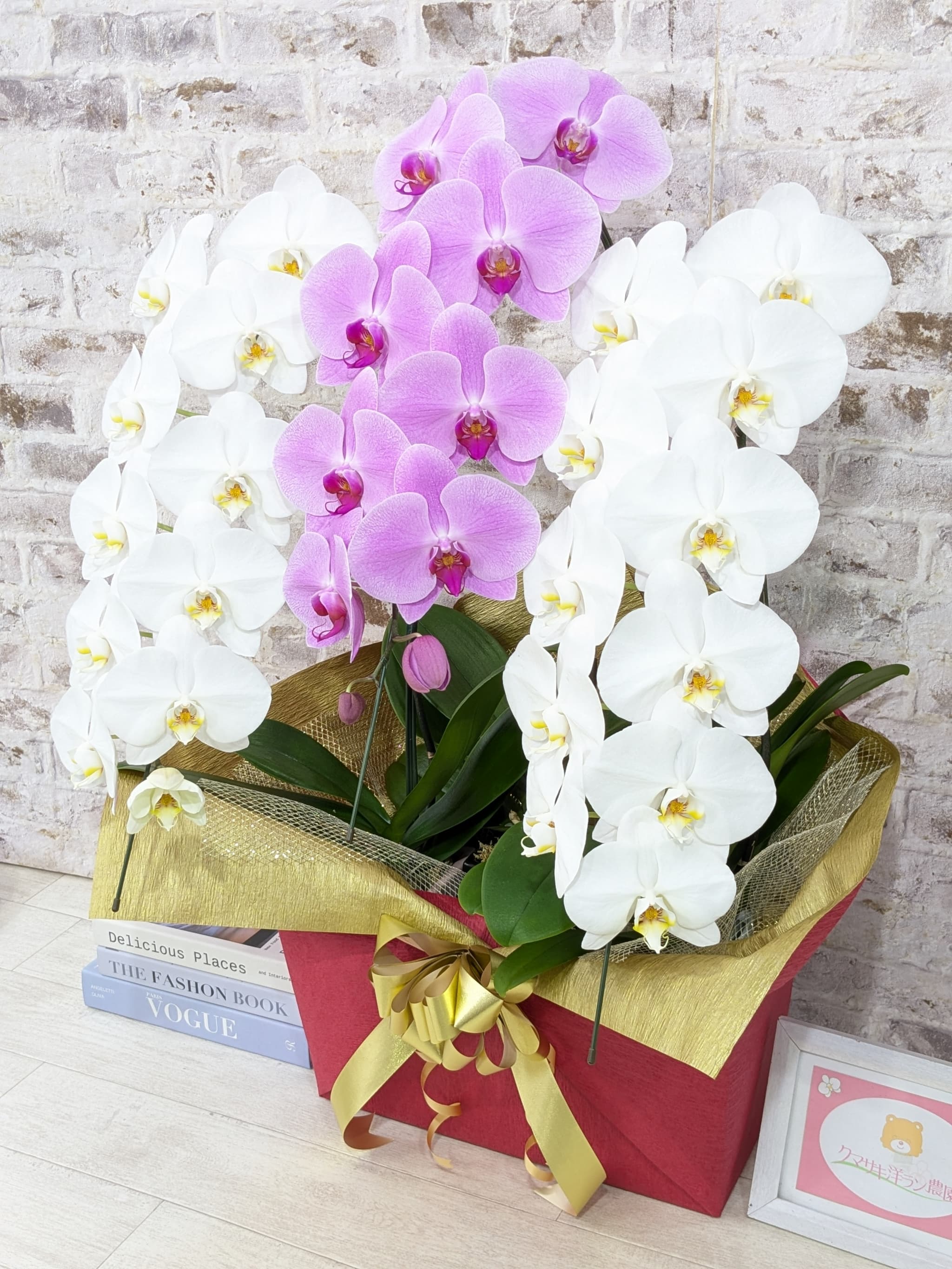 B099　【☆新機能☆ZERO胡蝶蘭】　紅白胡蝶蘭　３本立て＊白・ピンク＊（大輪）＜７つの特典付き！＞〈約高さ９０ｃｍ、横幅５５ｃｍ、奥行き４０ｃｍ〉33輪以上