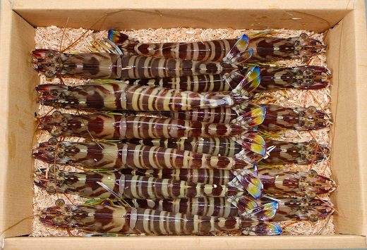 C060 旭水産活き車海老（あいおえび）1kg（20～35尾）【養殖】