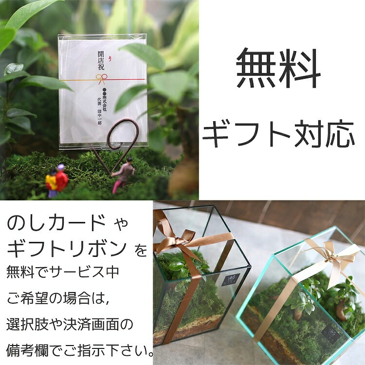 D011 観葉植物 [テラリウム Mサイズ] (花うるる モダン インテリア ギフト プレゼント おしゃれ 観葉 ガジュマル ガラス ケース 完成品 ミニ観葉 盆栽 アクアリウム おしゃれ リビング 開店祝い 新築祝い 苔リウム コケリウム オフィス 母の日 ジオラマ 鉢