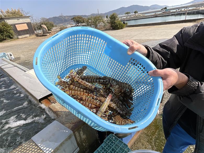 D413 【秋穂産車海老使用】本格カンジャンセウ　5尾入り