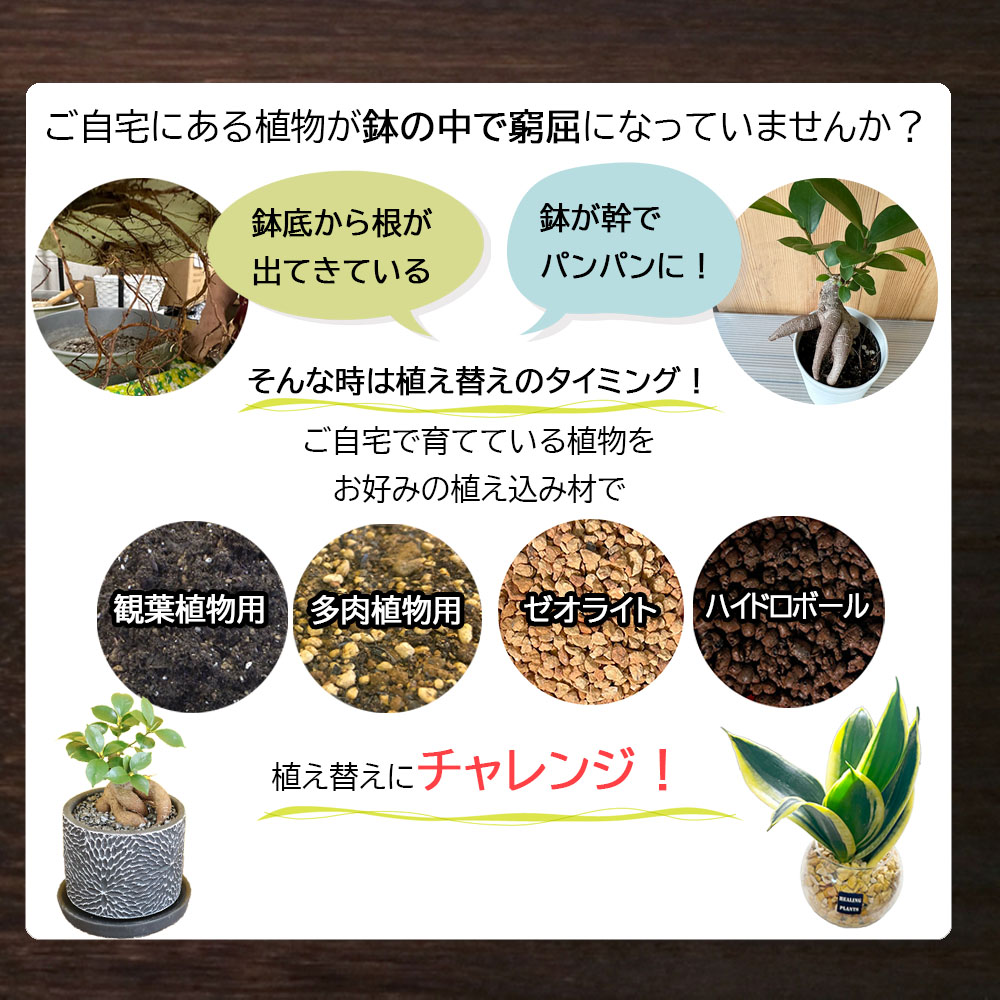 E105 培養土　【植え替え土セット】　観葉植物の土　6号