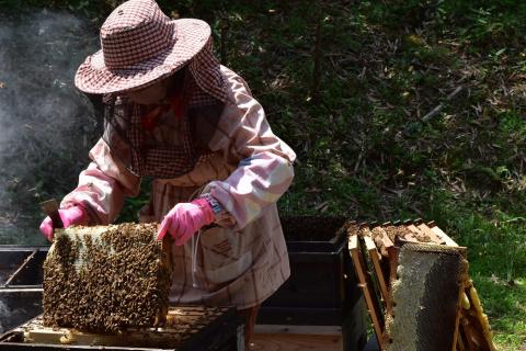 E030 純粋蜂蜜とんがり