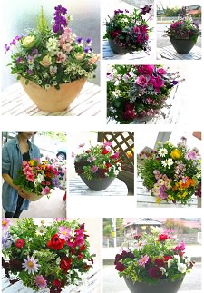 C102 花うるるのおまかせプレミアム寄せ植え