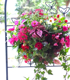 C053 花うるる特製アレンジ・おまかせハンギングバスケット～Mサイズ