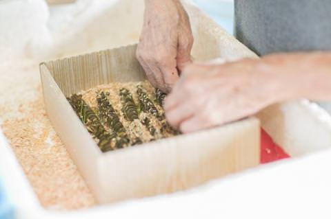 C040 活きあいおえび900g（20～36尾）