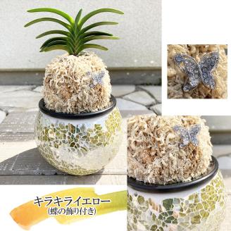 D087 【日本の蘭】富貴蘭　風蘭　キラキラガラス入り