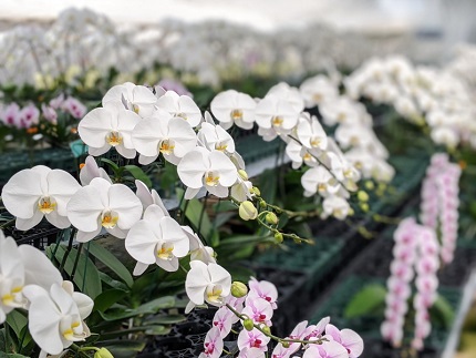 C017 【農林水産大臣賞受賞品種】ミディ系ピンク胡蝶蘭！『乙姫（おとひめ）』2本立