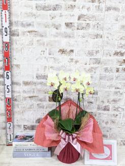 D010 ☆金賞受賞☆超希少！イエロー胡蝶蘭’日の出’小 ミディサイズ（2本立）