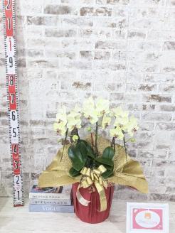 C008 ☆金賞受賞☆超希少！イエロー胡蝶蘭’日の出’小 ミディサイズ（3本立）