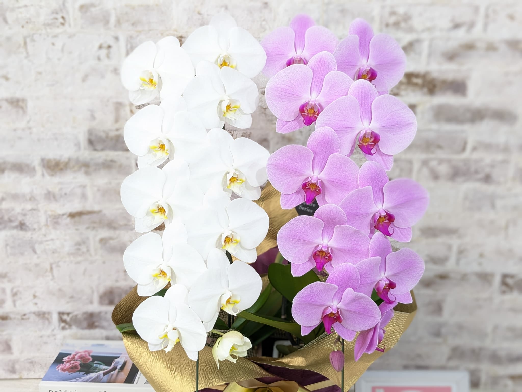 B098　【☆新機能☆ZERO胡蝶蘭】　紅白胡蝶蘭　２本立て＊白・ピンク＊（大輪）＜７つの特典付き！＞〈約高さ８５ｃｍ、横幅４０ｃｍ、奥行き４０ｃｍ〉22輪以上