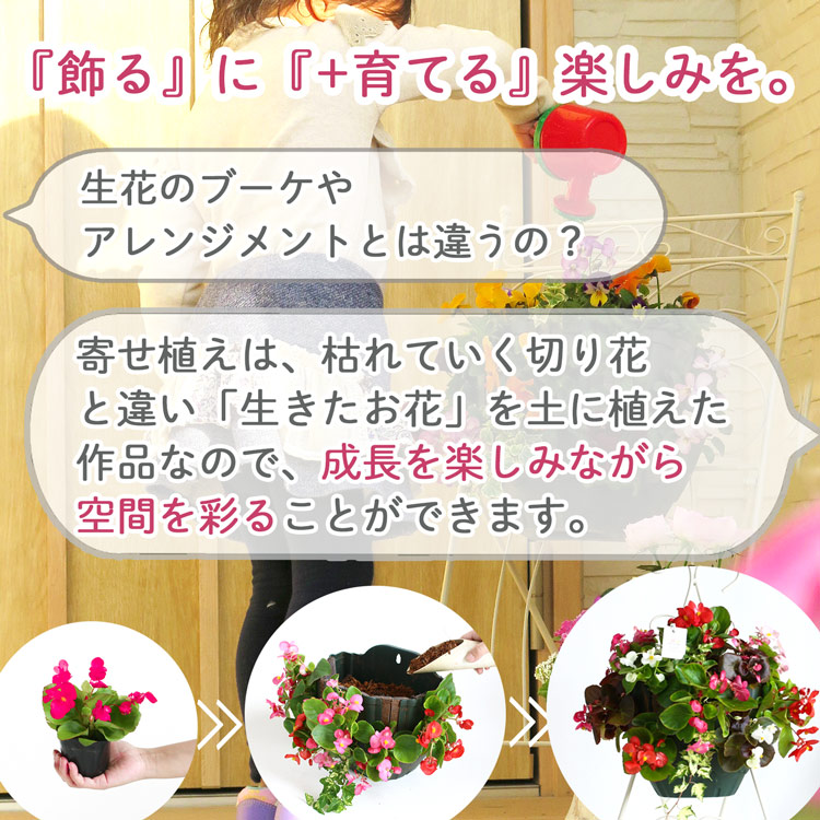 D546 パンジー＆ビオラの寄せ植え[カシスオレンジ(プランター版)]玄関先 フラワーギフト 誕生日 冬 プレゼント 女性 母 花 おしゃれ 新築祝い 鉢植え 鉢花 送別 ガーデニング フラワー 屋外 ギフト 生花 鉢 贈り物 セット 苗 お花 お祝い 春 正月