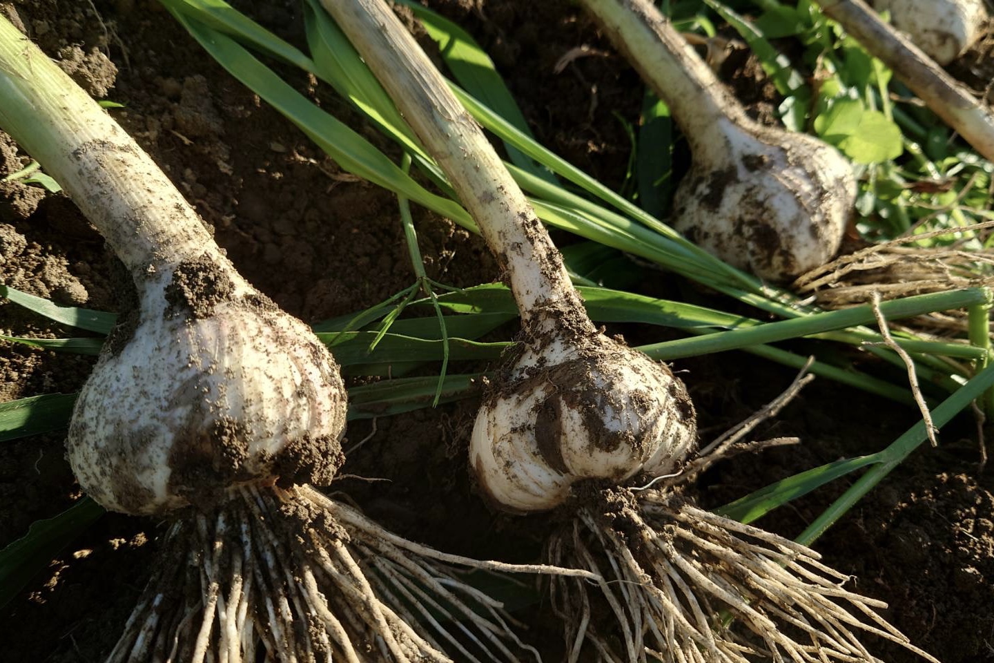 D413 【秋穂産車海老使用】本格カンジャンセウ　5尾入り