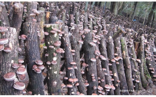 E093 長州乾椎茸ホール35g×3