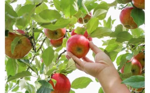 E075 【山口産りんご】UMIシードル－ドライ－（375ml×1本）やまぐちシードル