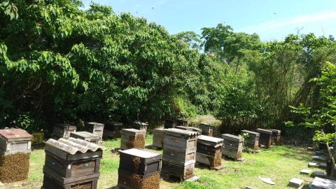 E030 純粋蜂蜜とんがり