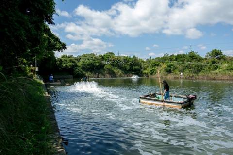 B030 活きあいおえび1600g（800g×2）（35～64尾）
