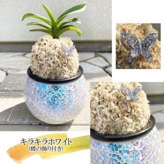 D087 【日本の蘭】富貴蘭　風蘭　キラキラガラス入り