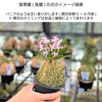 D055 【日本の蘭】富貴蘭　風蘭　白丸陶器鉢