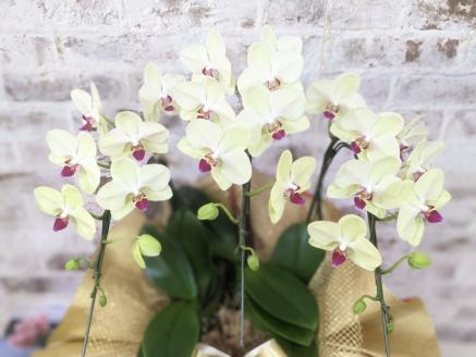 C008 ☆金賞受賞☆超希少！イエロー胡蝶蘭’日の出’小 ミディサイズ（3本立）