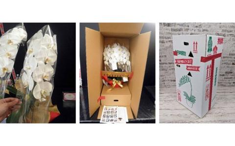 B008 【金賞受賞】 スタンダード＊姫葵（ヒメアオイ）大輪＊3本立