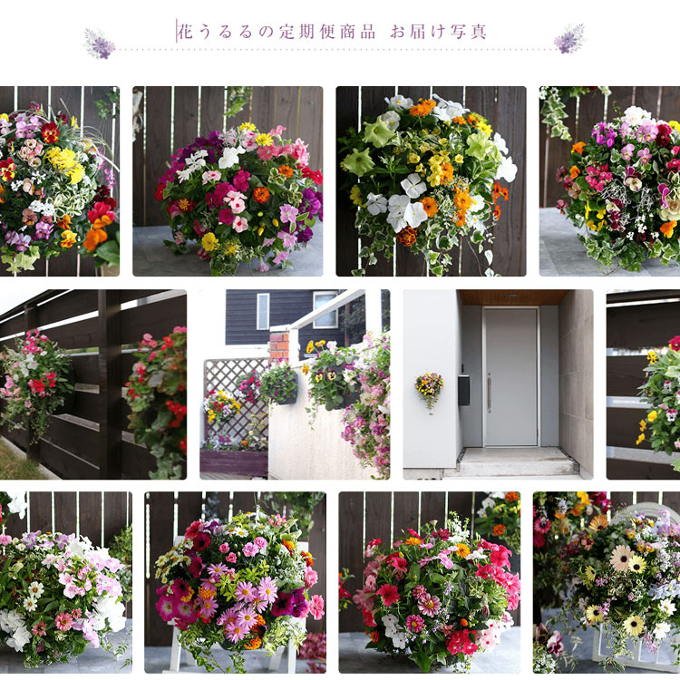 A059 「花うるるのハンギング寄せ植え定期便～プレミアムコース」【全6回】（半年～1年間お届け）