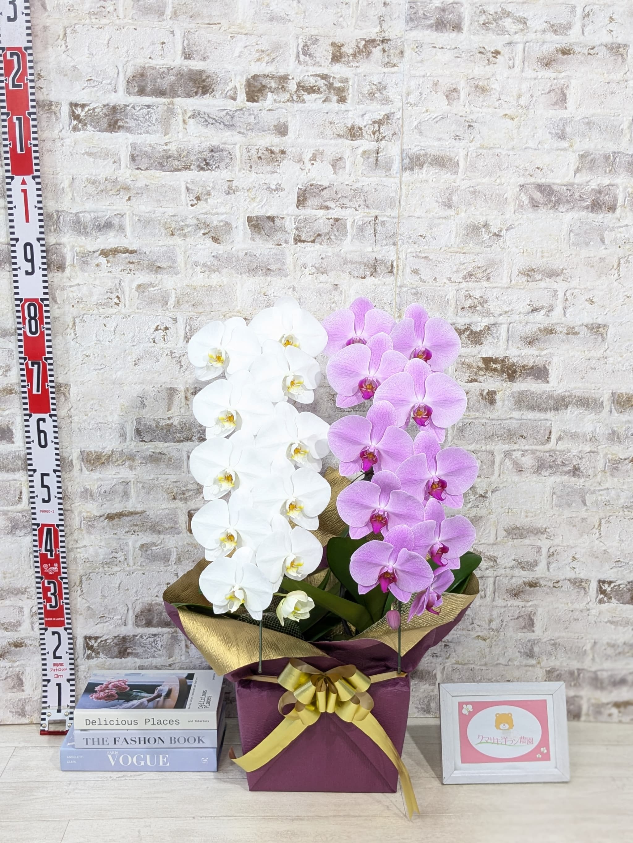 B098　【☆新機能☆ZERO胡蝶蘭】　紅白胡蝶蘭　２本立て＊白・ピンク＊（大輪）＜７つの特典付き！＞〈約高さ８５ｃｍ、横幅４０ｃｍ、奥行き４０ｃｍ〉22輪以上