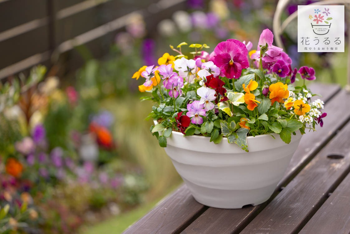 D546 パンジー＆ビオラの寄せ植え[カシスオレンジ(プランター版)]玄関先 フラワーギフト 誕生日 冬 プレゼント 女性 母 花 おしゃれ 新築祝い 鉢植え 鉢花 送別 ガーデニング フラワー 屋外 ギフト 生花 鉢 贈り物 セット 苗 お花 お祝い 春 正月