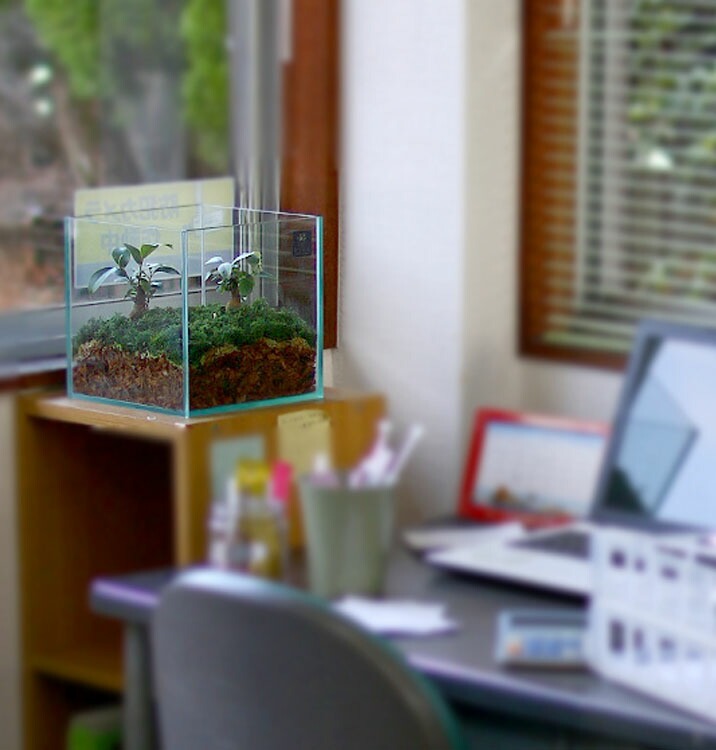 D011 観葉植物 [テラリウム Mサイズ] (花うるる モダン インテリア ギフト プレゼント おしゃれ 観葉 ガジュマル ガラス ケース 完成品 ミニ観葉 盆栽 アクアリウム おしゃれ リビング 開店祝い 新築祝い 苔リウム コケリウム オフィス 母の日 ジオラマ 鉢