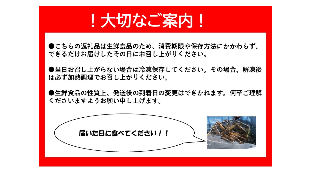 C040 活きあいおえび900g（20～36尾）