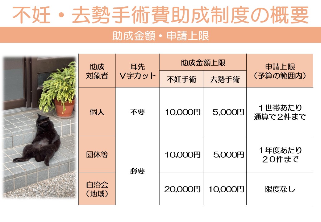 K012 飼い主のいない猫の不妊去勢手術支援～不幸な命を増やさないために～