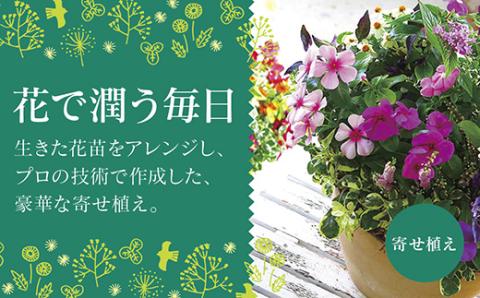 C102 花うるるのおまかせプレミアム寄せ植え