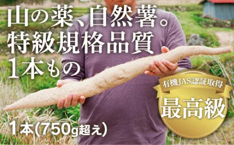 D173 ミライエfarm特級規格品質1本もの750g超えサイズ　最高級自然薯