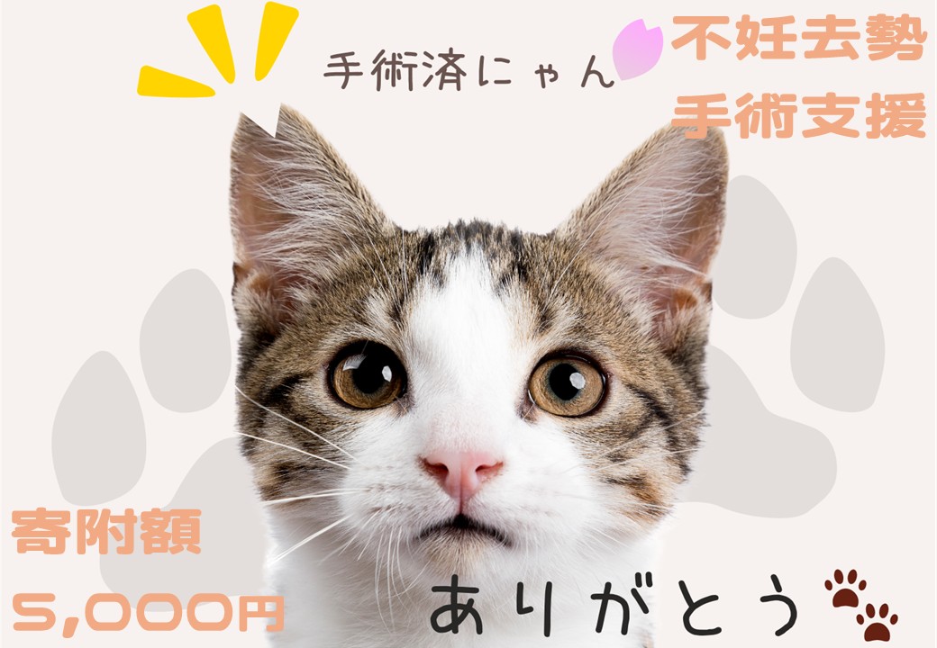 K011 飼い主のいない猫の不妊去勢手術支援～不幸な命を増やさないために～