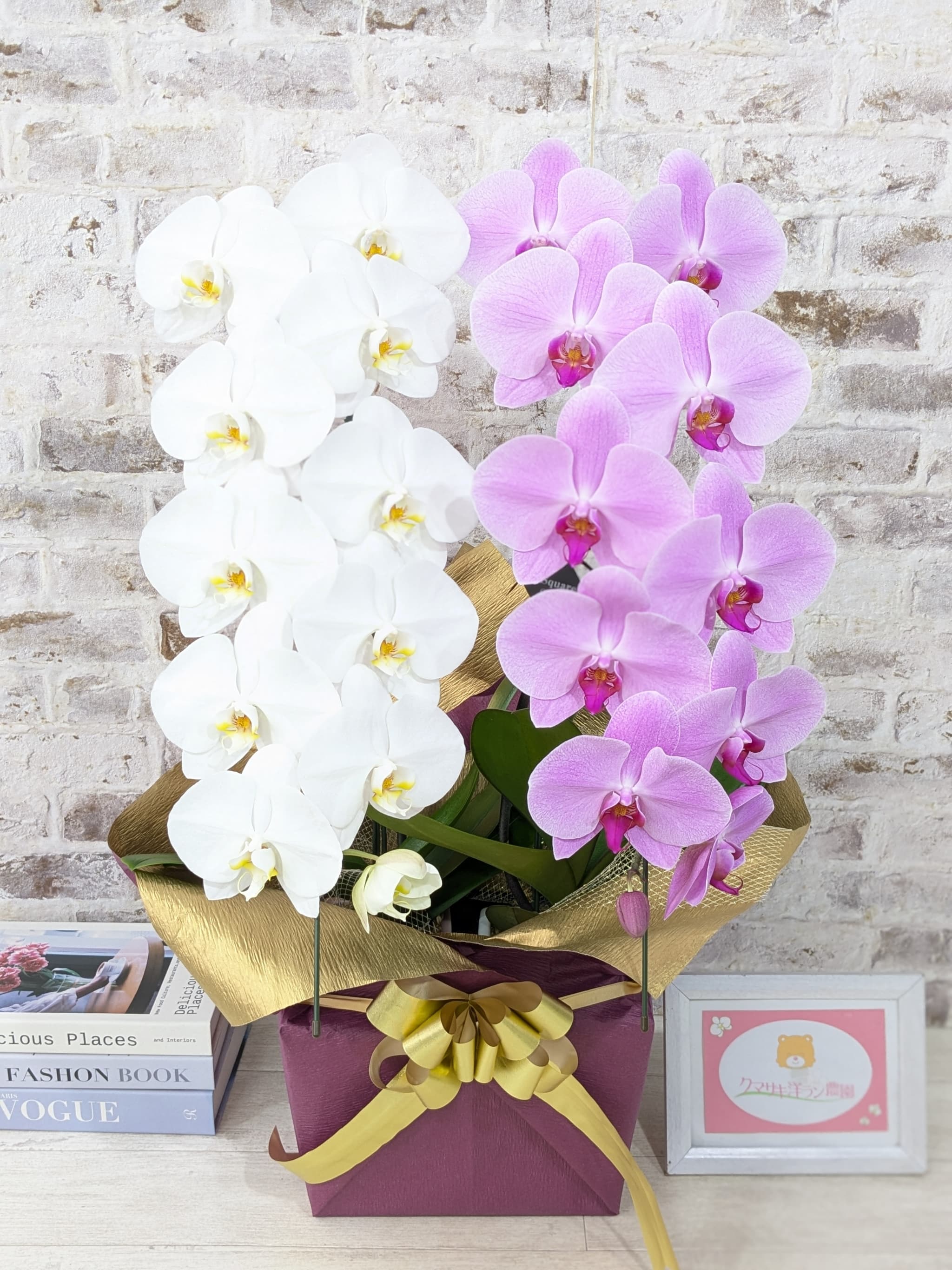 B098　【☆新機能☆ZERO胡蝶蘭】　紅白胡蝶蘭　２本立て＊白・ピンク＊（大輪）＜７つの特典付き！＞〈約高さ８５ｃｍ、横幅４０ｃｍ、奥行き４０ｃｍ〉22輪以上