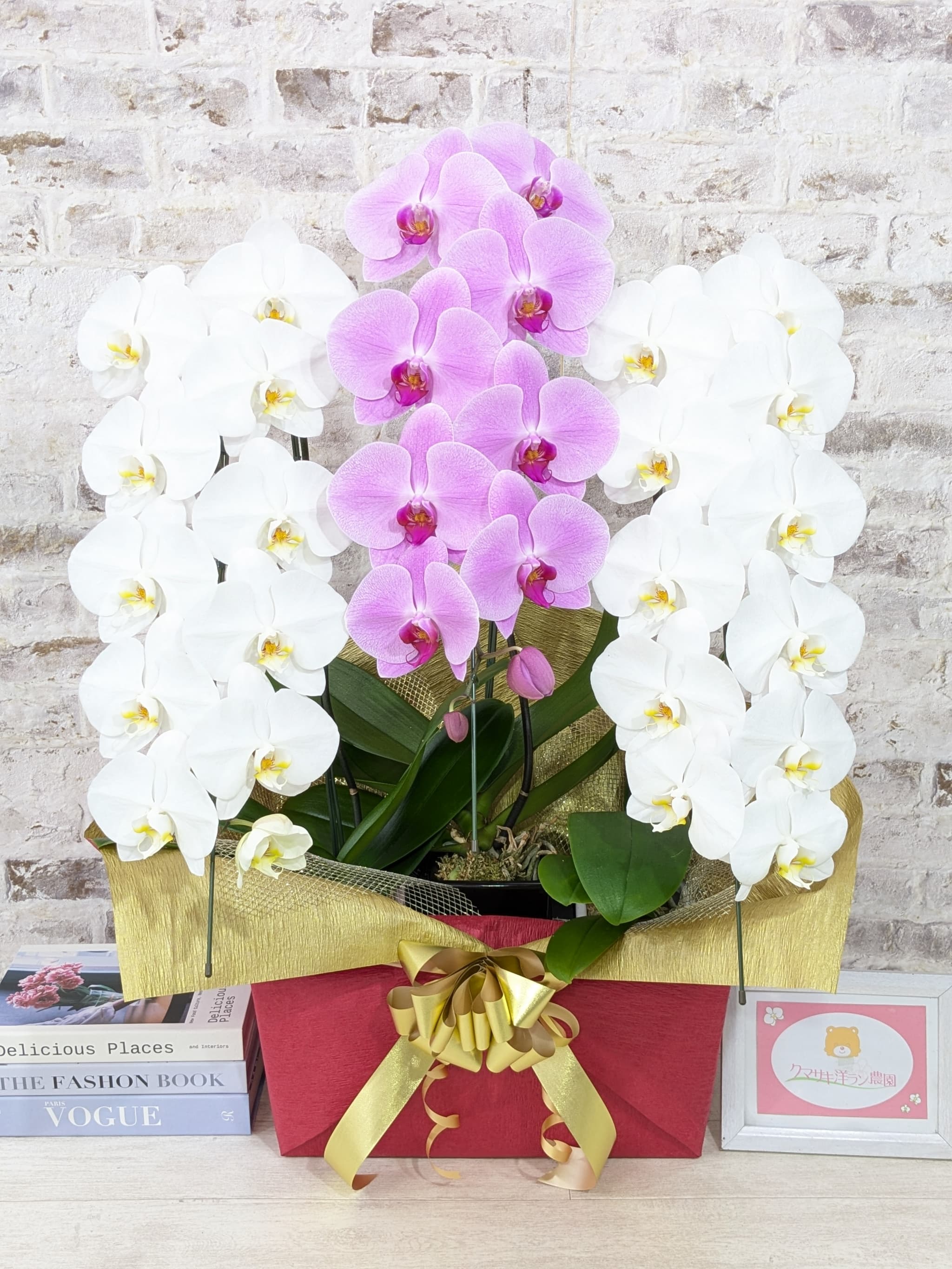 B099　【☆新機能☆ZERO胡蝶蘭】　紅白胡蝶蘭　３本立て＊白・ピンク＊（大輪）＜７つの特典付き！＞〈約高さ９０ｃｍ、横幅５５ｃｍ、奥行き４０ｃｍ〉33輪以上