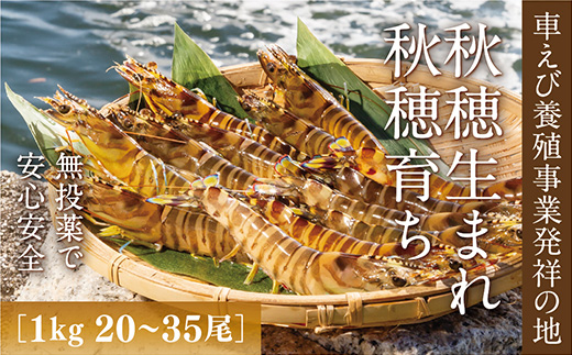 C060 旭水産活き車海老（あいおえび）1kg（20～35尾）【養殖】