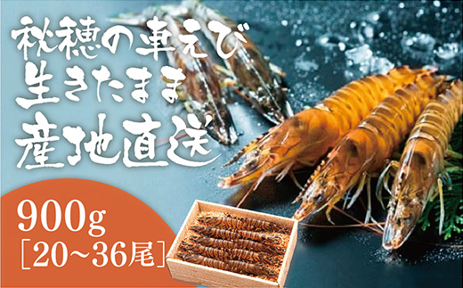C040 活きあいおえび900g（20～36尾）