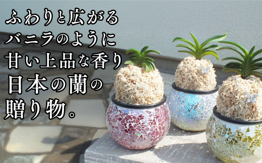 D087 【日本の蘭】富貴蘭　風蘭　キラキラガラス入り