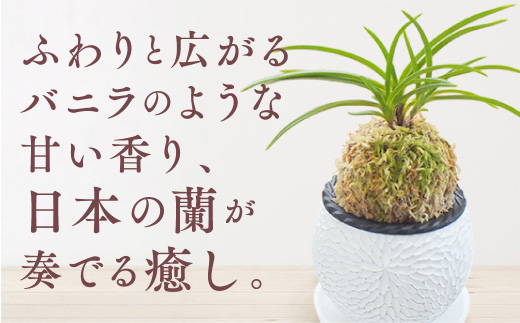 D055 【日本の蘭】富貴蘭　風蘭　白丸陶器鉢