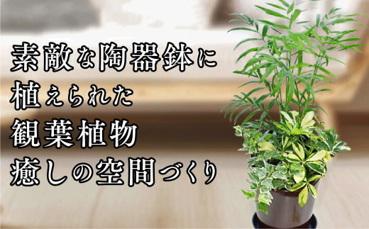 D039 季節の観葉植物寄せ植え　６号陶器鉢　選べる鉢色　室内園芸装飾マイスター岡部太郎氏監修
