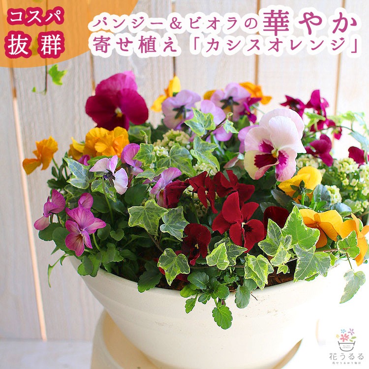 D546 パンジー＆ビオラの寄せ植え[カシスオレンジ(プランター版)]玄関先 フラワーギフト 誕生日 冬 プレゼント 女性 母 花 おしゃれ 新築祝い 鉢植え 鉢花 送別 ガーデニング フラワー 屋外 ギフト 生花 鉢 贈り物 セット 苗 お花 お祝い 春 正月
