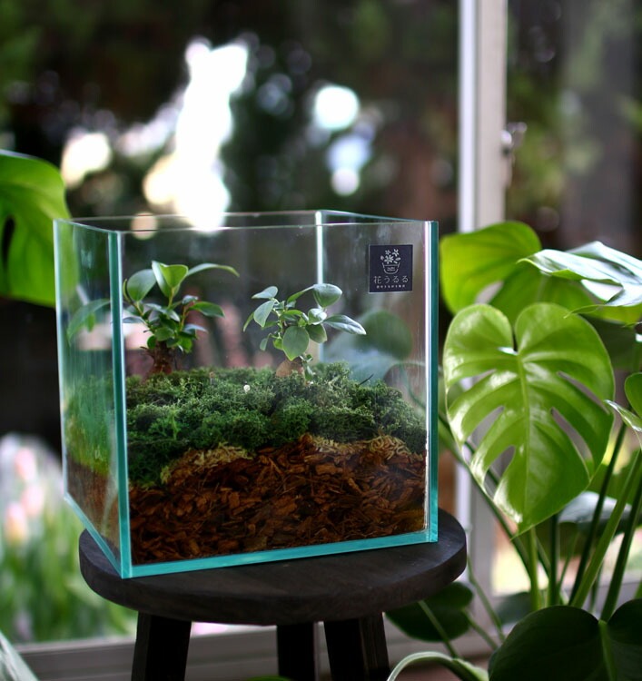 D011 観葉植物 [テラリウム Mサイズ] (花うるる モダン インテリア ギフト プレゼント おしゃれ 観葉 ガジュマル ガラス ケース 完成品 ミニ観葉 盆栽 アクアリウム おしゃれ リビング 開店祝い 新築祝い 苔リウム コケリウム オフィス 母の日 ジオラマ 鉢