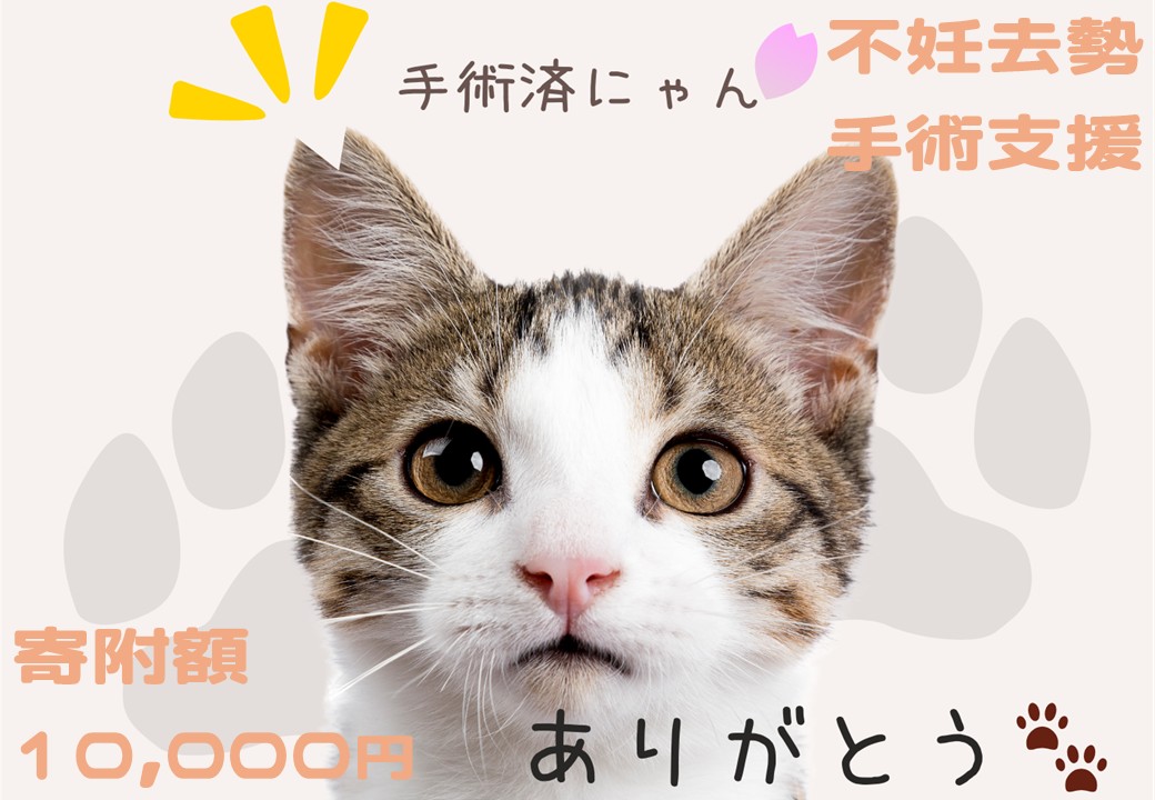 K012 飼い主のいない猫の不妊去勢手術支援～不幸な命を増やさないために～